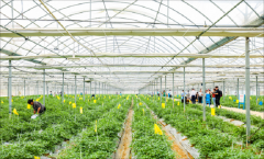 钱大妈走进“辣椒小镇”，樟树港辣椒种植示范基地正式揭牌